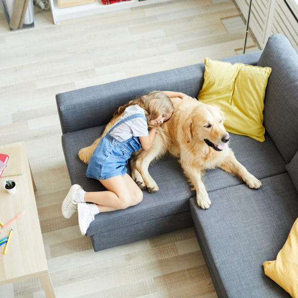 Ban on Landlords Charging Extra Pet Rent? Property Management Will Optimise Monthly Incomes!